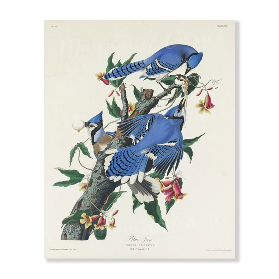 Audubon Blue Jay