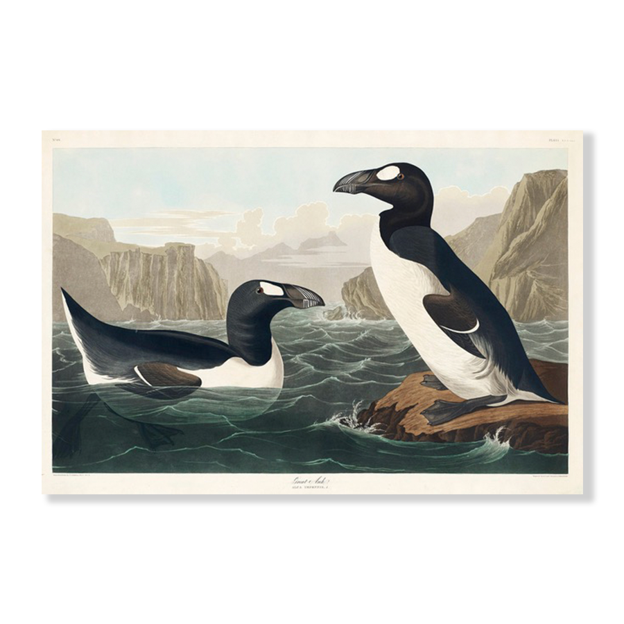 Audubon Great Auk