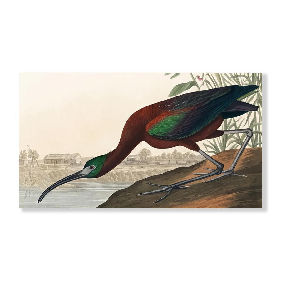 Audubon Glossy Ibis