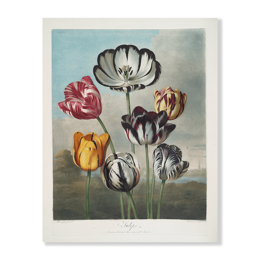 A Group of Tulips - Jasper & Jute