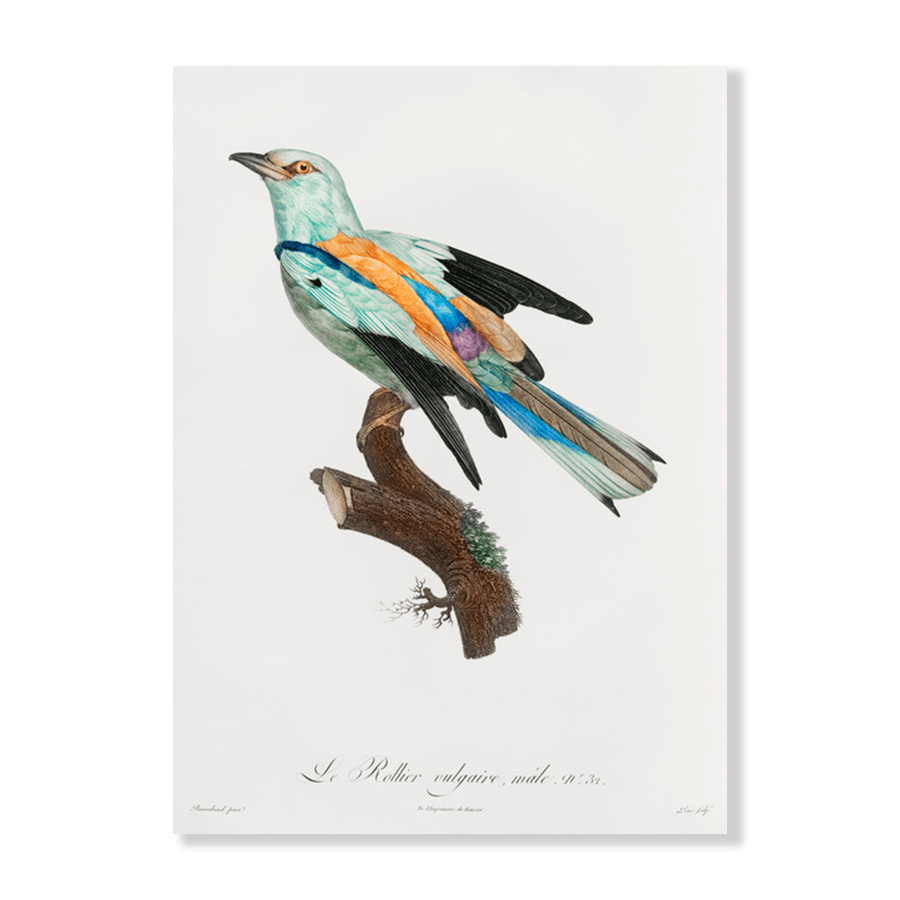 Abyssinian Roller - Jasper & Jute