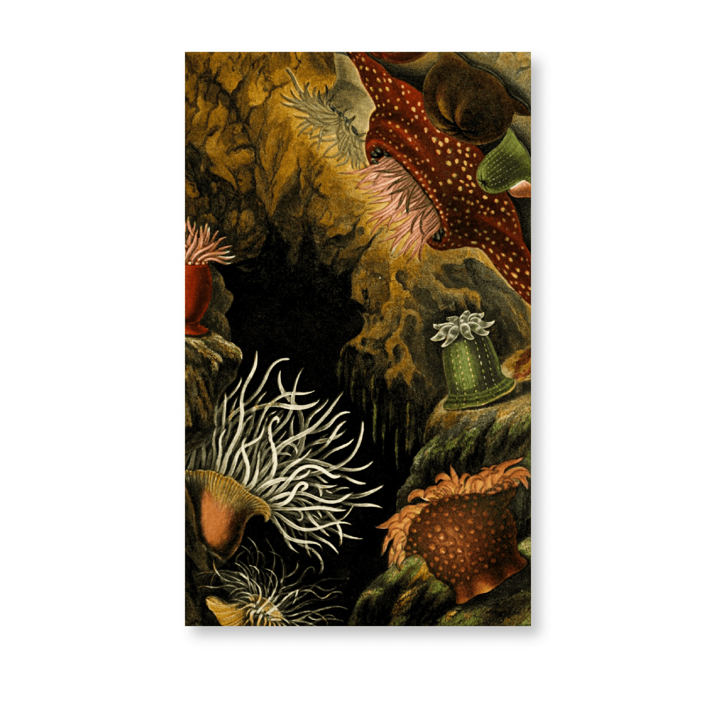 Actinia Mesembryanthemum (1860) - Jasper & Jute