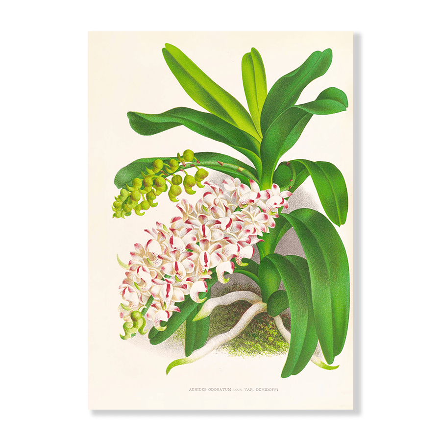 Aerides Odoratum - Jasper & Jute