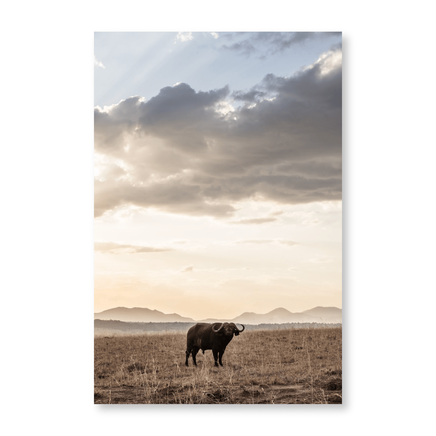 African Buffalo - Jasper & Jute