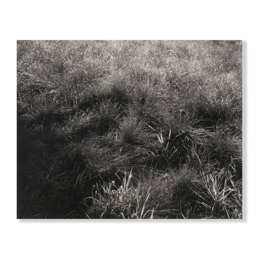 Alfred Stieglitz: "Grasses" (1933) - Jasper & Jute