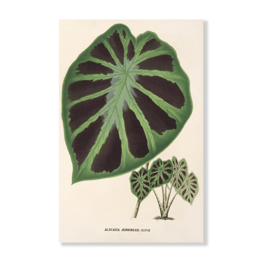 Alocasia Jenningsii (1854 1896) - Jasper & Jute