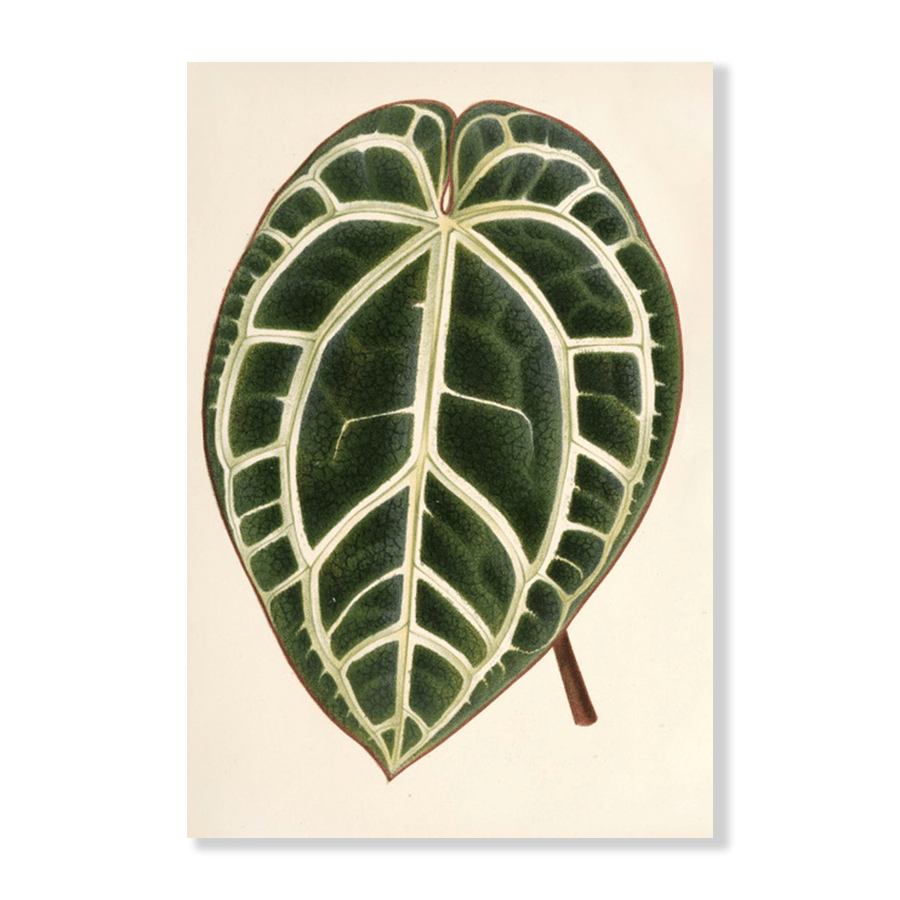 Anthurium Crystallinum (1854-1896) - Jasper & Jute