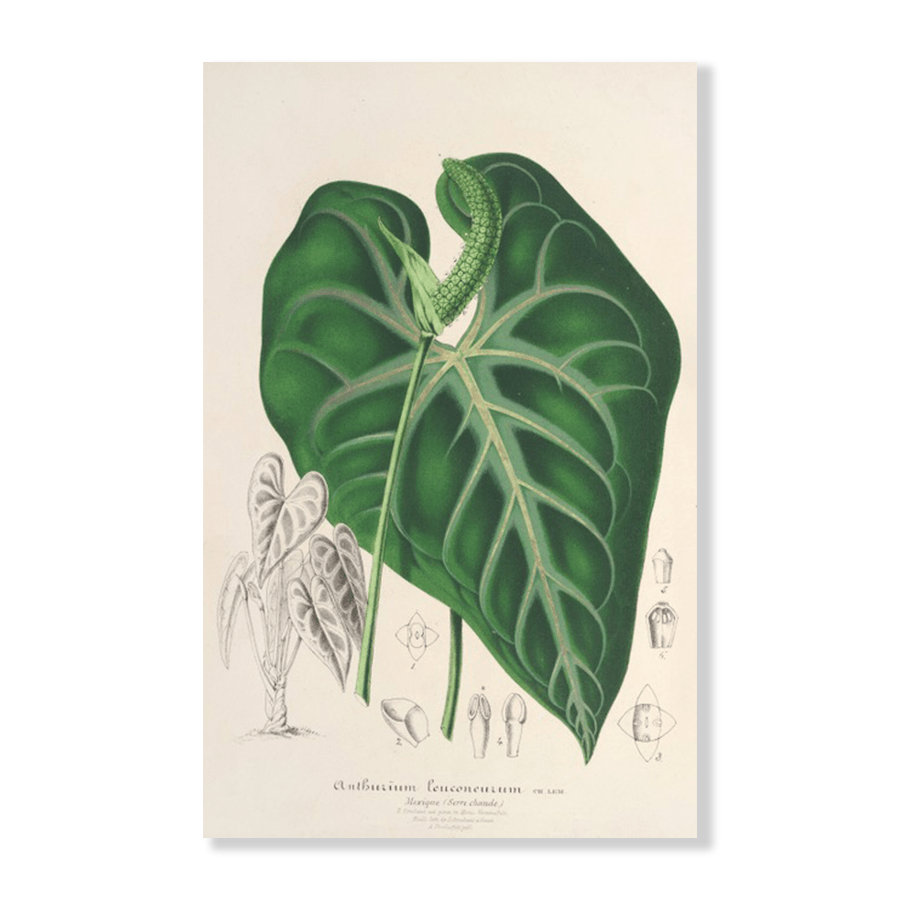 Anthurium Leuconeurum (1854-1896) - Jasper & Jute