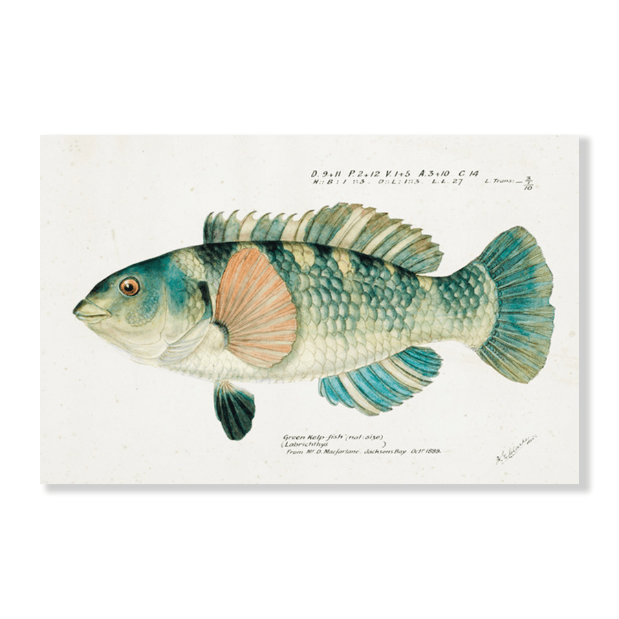 Antique Fish Wrasse - Jasper & Jute