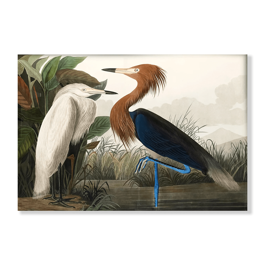 Audubon American Herons - Jasper & Jute