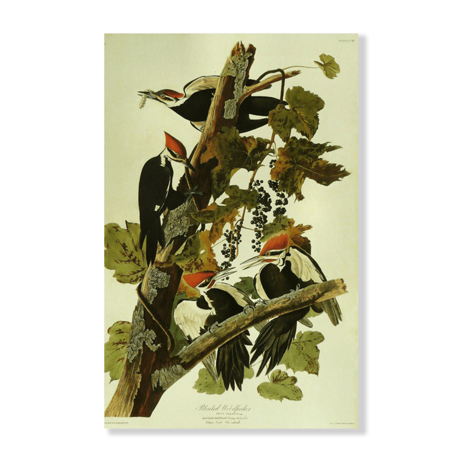 Audubon Pileated Woodpecker - Jasper & Jute