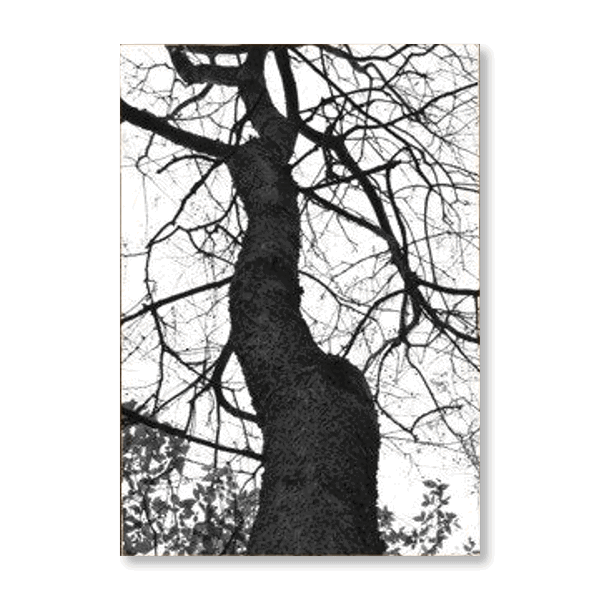 Black & White Tree Set II - Jasper & Jute