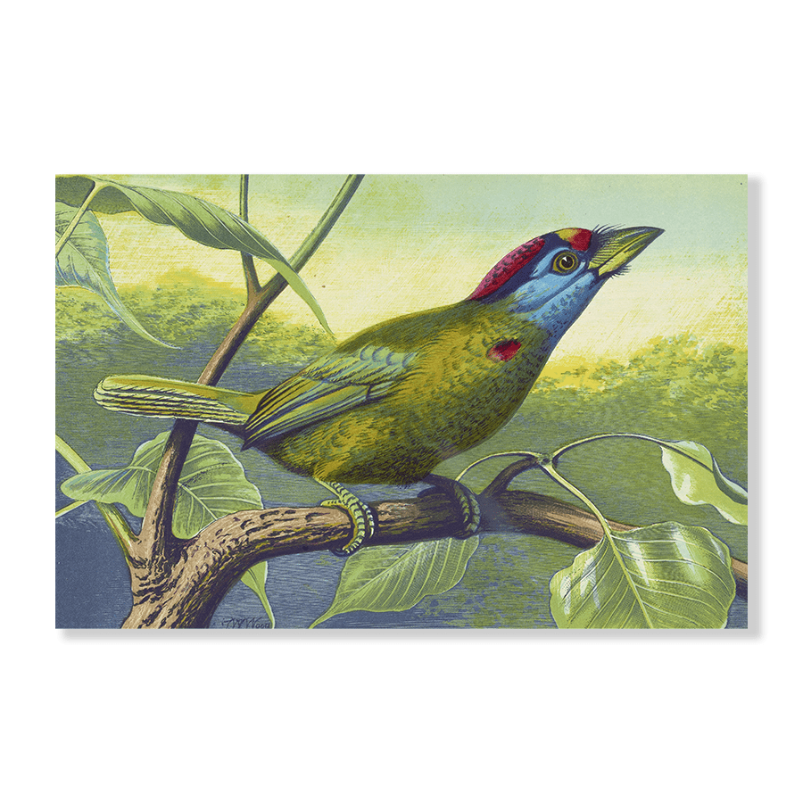 Blue Cheeked Barbet - Jasper & Jute