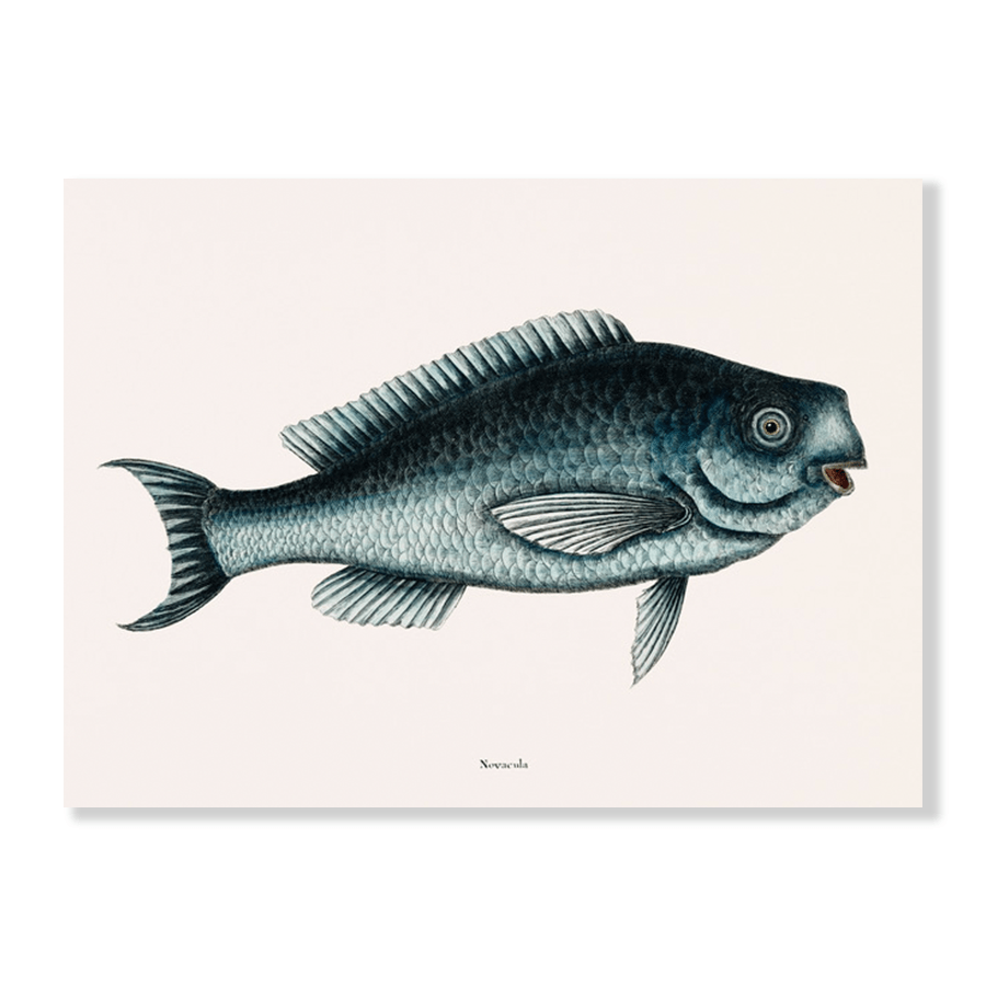 Blue Fish (Novacula Caerulea) - Jasper & Jute