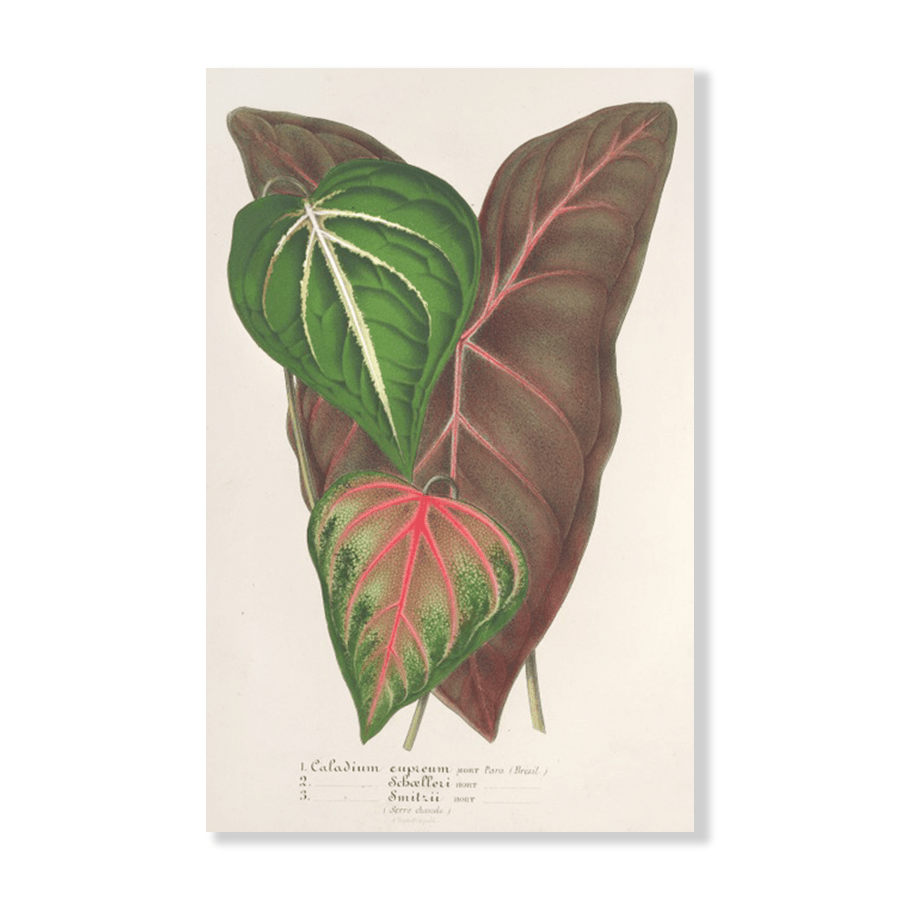 Caladium Variétés (1854-1896) - Jasper & Jute