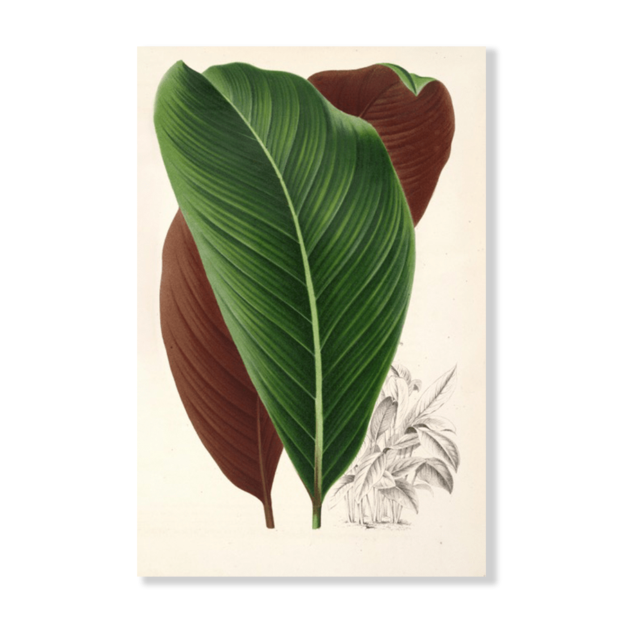 Calathea pacifica (1854-1896) - Jasper & Jute