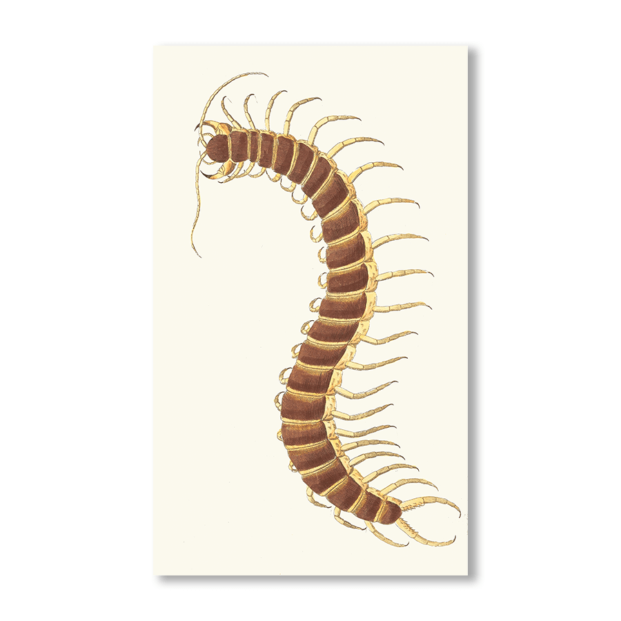 Centipede - Jasper & Jute