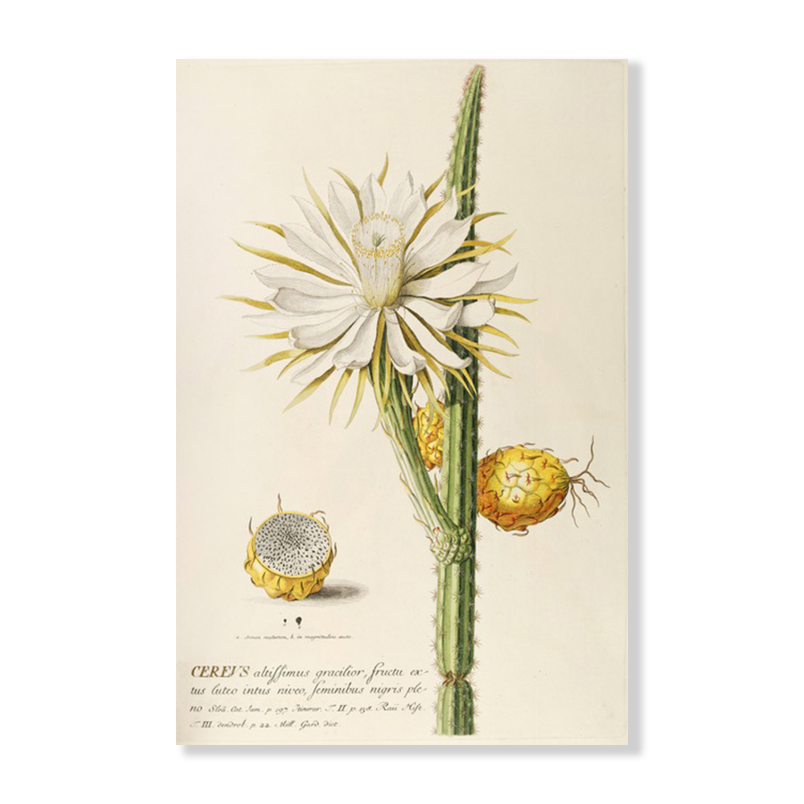 Cereus (1750-1773)