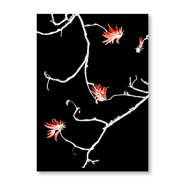 Coral Tree - Jasper & Jute