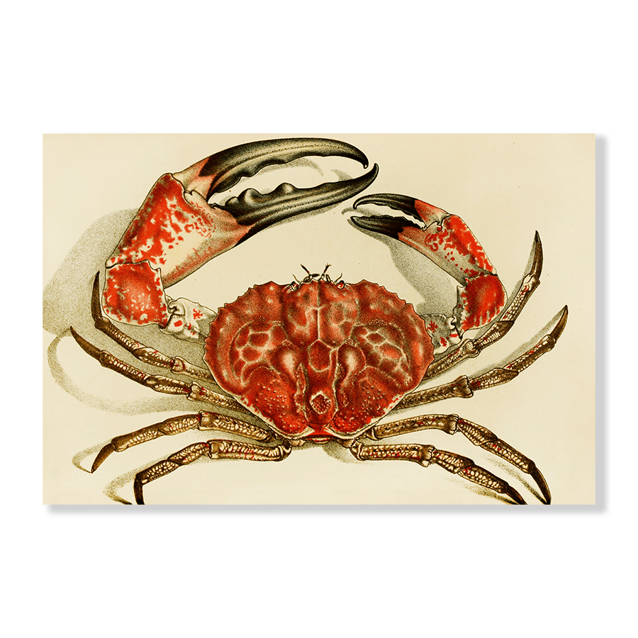 Crustacea IV (1885-1890) - Jasper & Jute