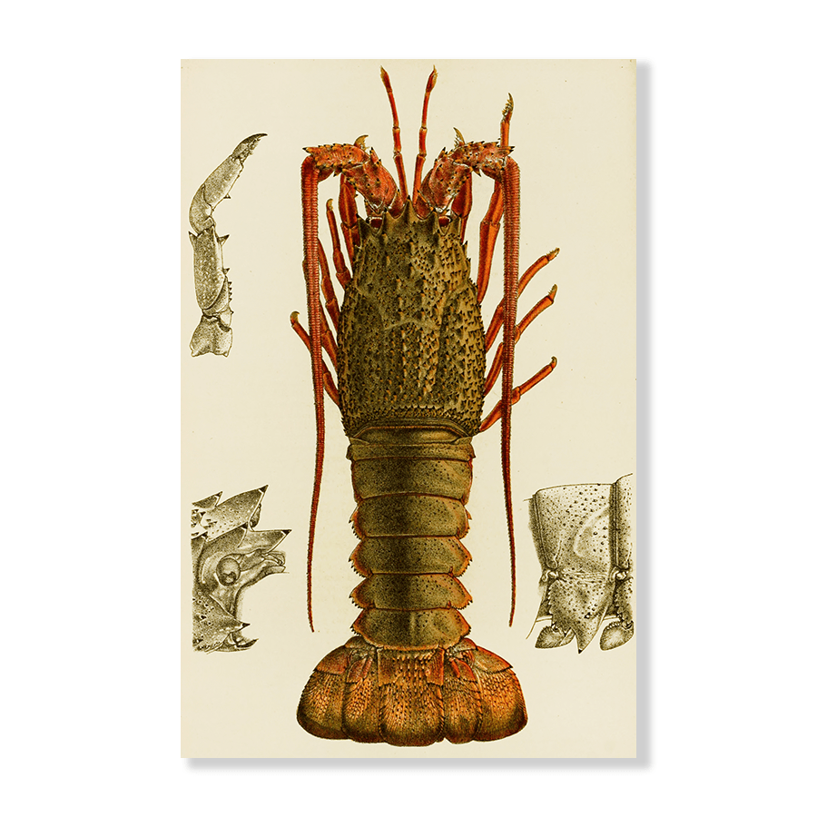 Crustacea I (1885 1890) - Jasper & Jute