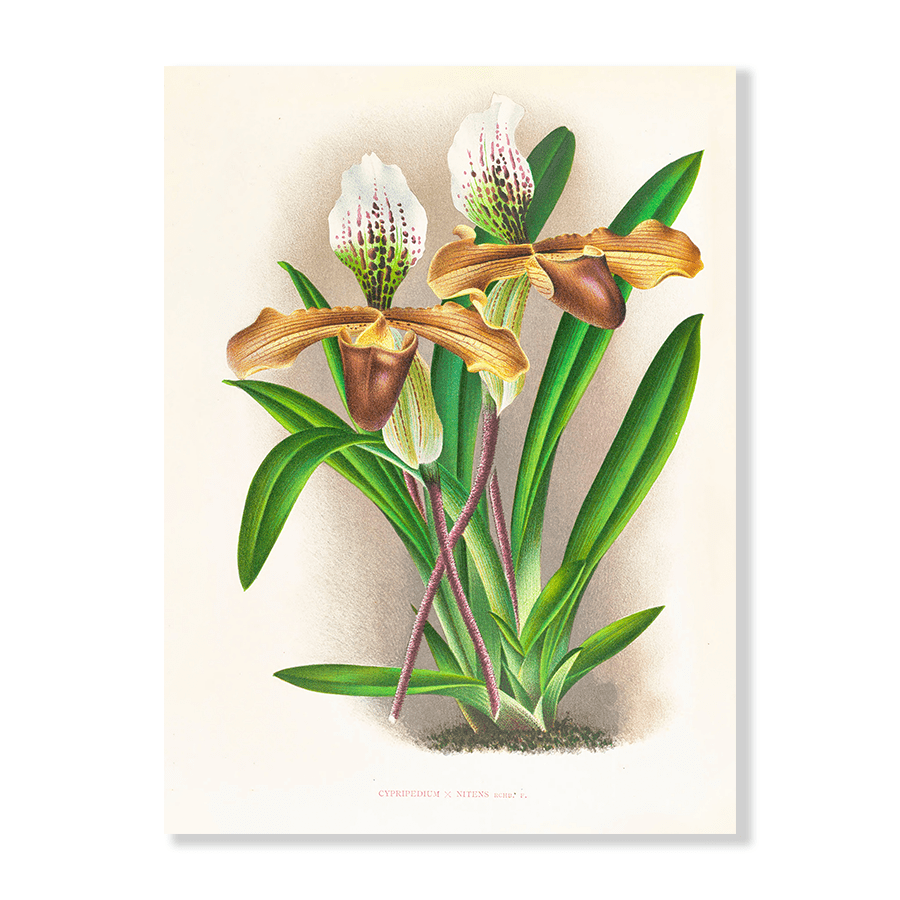 Cypripedium Nitens - Jasper & Jute