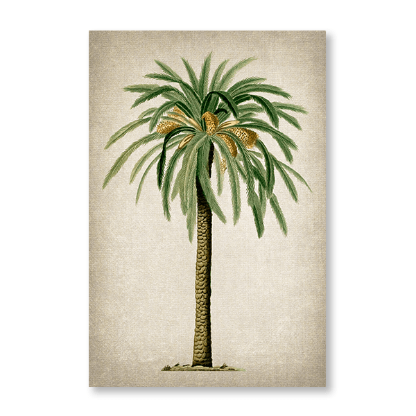 Date Palm - Jasper & Jute