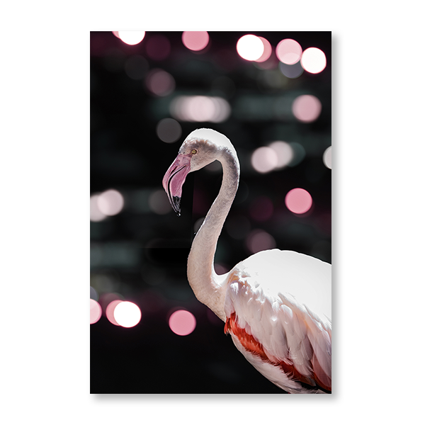Disco Flamingo