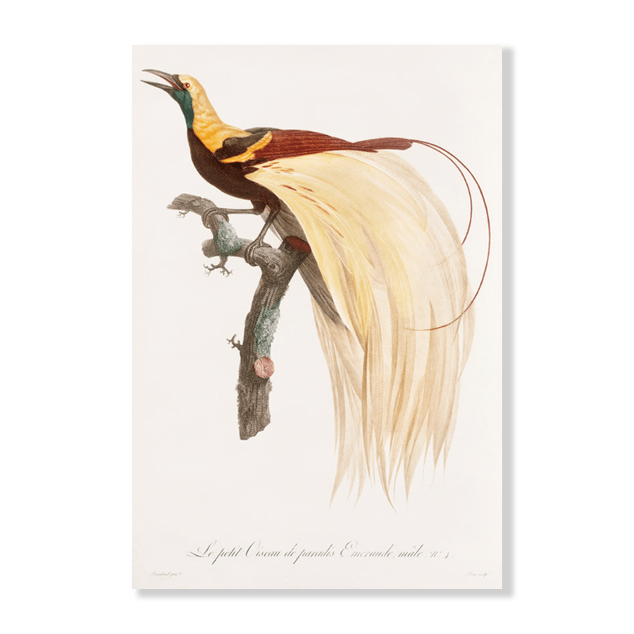 Emperor Bird of Paradise - Jasper & Jute