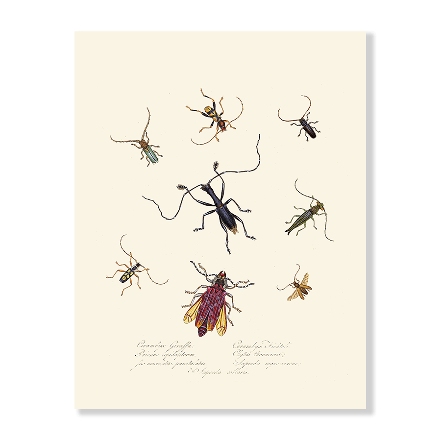 Entomology IV - Jasper & Jute