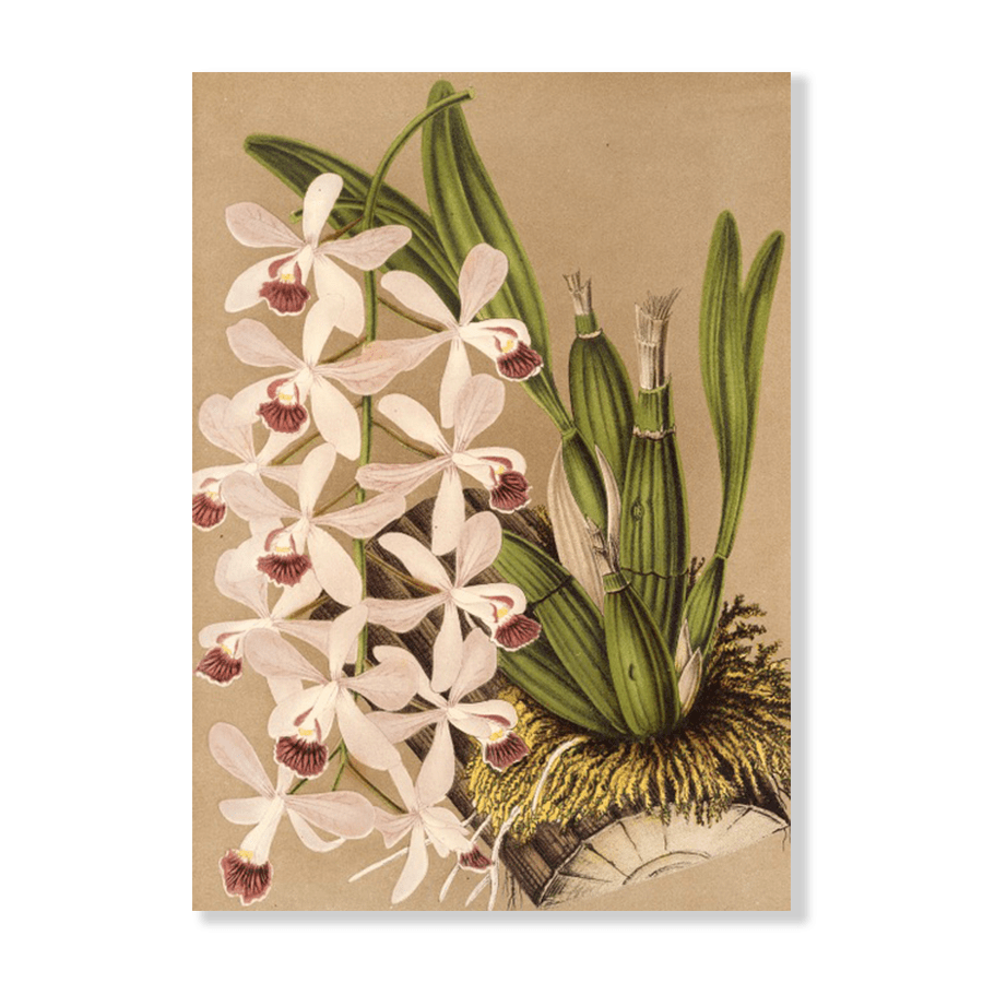 Epidendrum Conspicuum (1854-1896) - Jasper & Jute