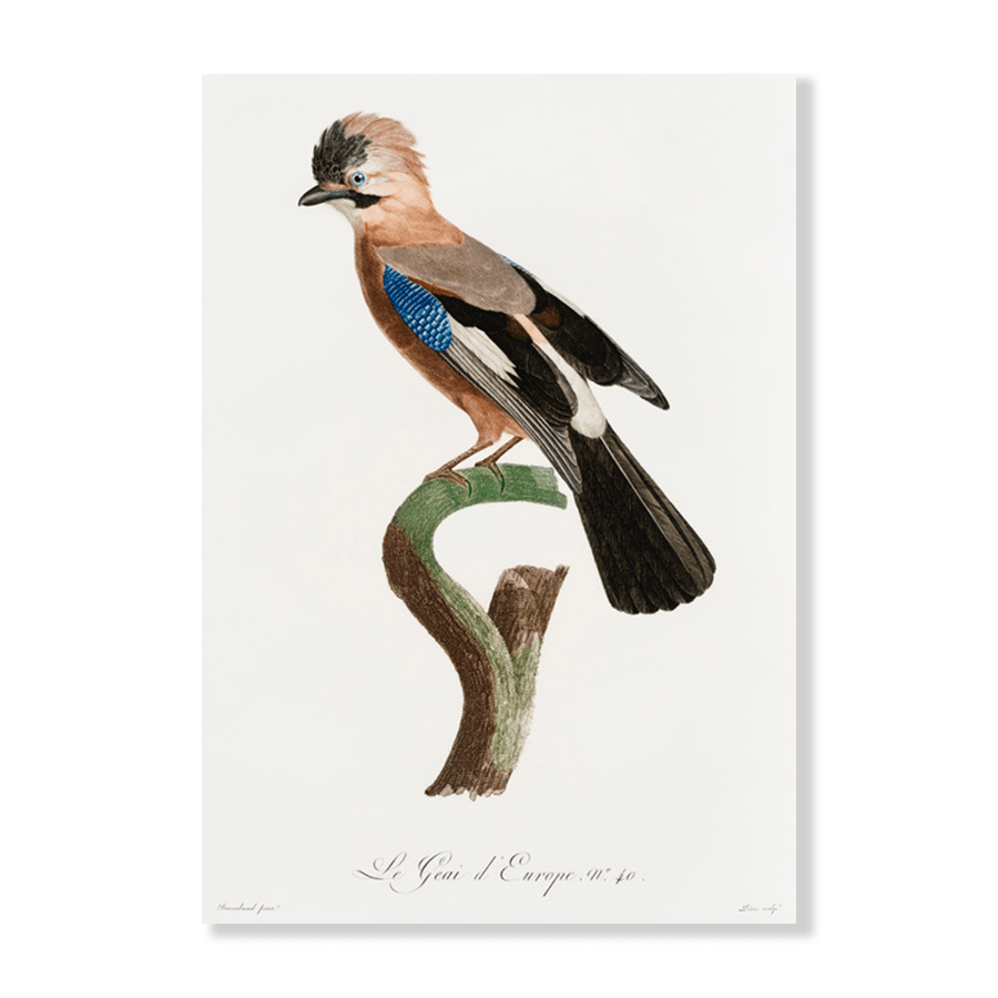 Eurasian Jay - Jasper & Jute