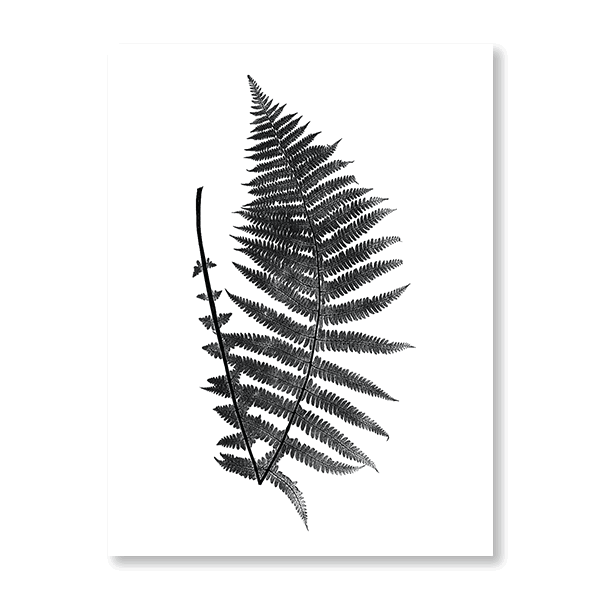 Fern Illustration II - Jasper & Jute