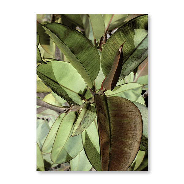 Ficus Elastica - Jasper & Jute