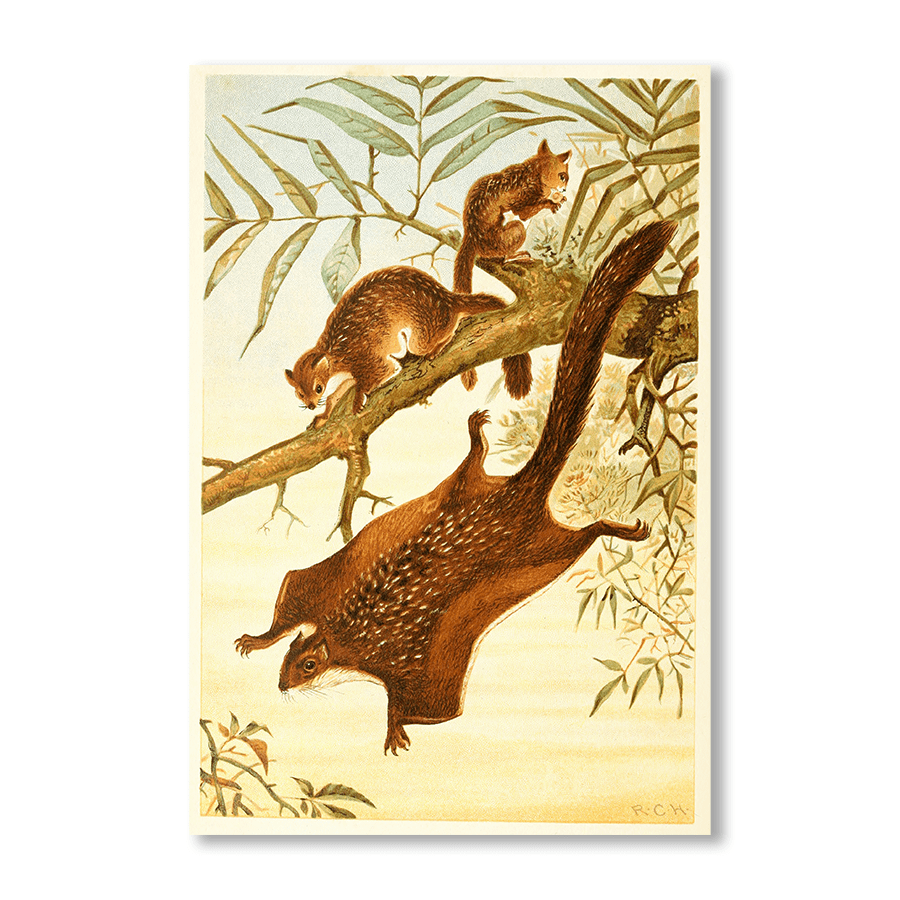 Flying Squirrel - Jasper & Jute