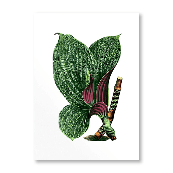 French Tropical Illustration V - Jasper & Jute