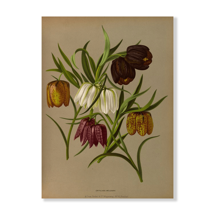 Fritillaria Meleagris. (1872-1881) - Jasper & Jute