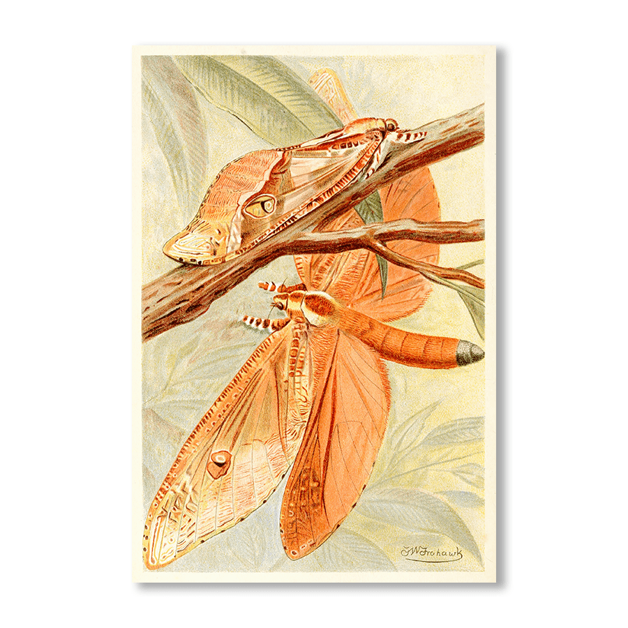 Giant Swift Moth - Jasper & Jute