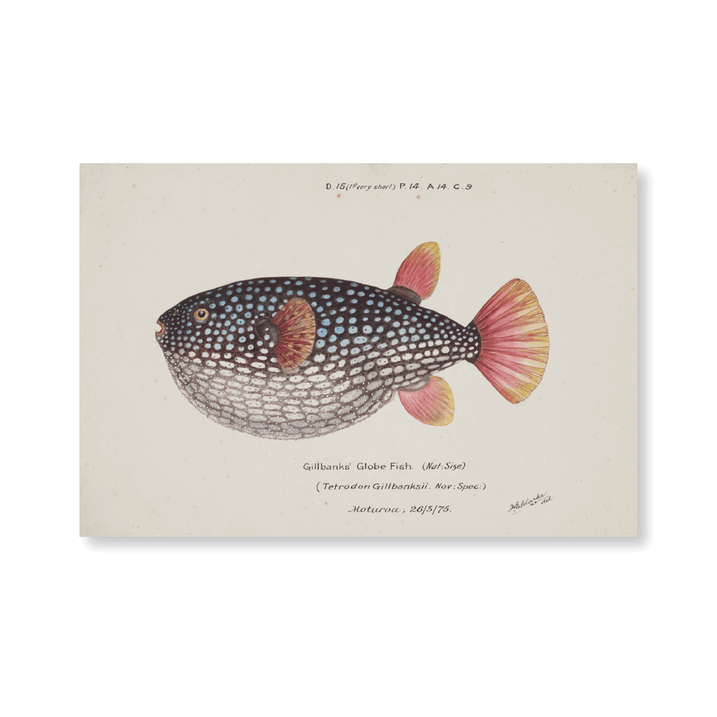 Gillbanks Globe Fish (1875) - Jasper & Jute