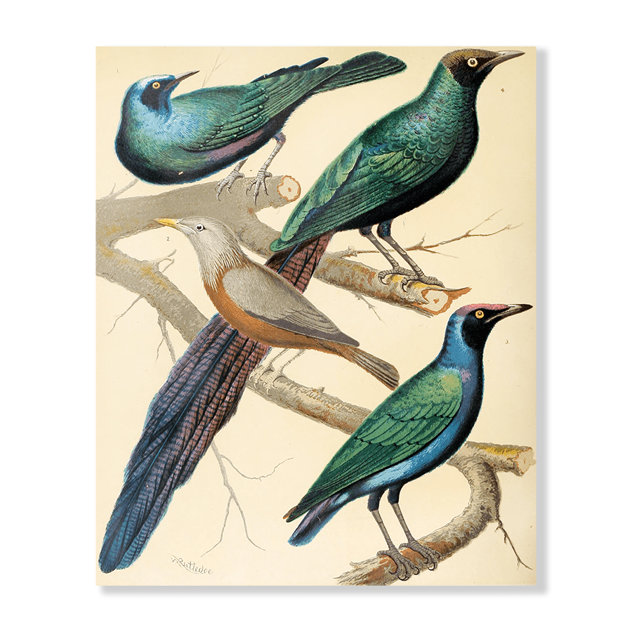 Glossy Starlings, Malabar Mynah - Jasper & Jute