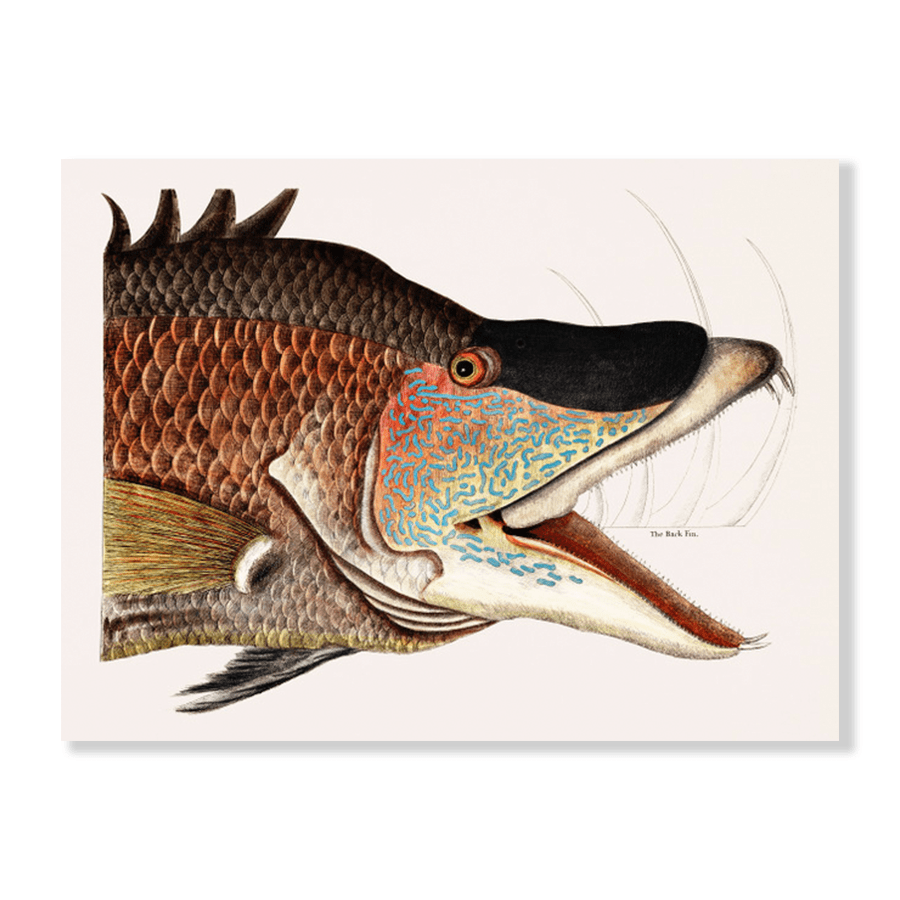 Great Hog Fish (Suillis) - Jasper & Jute