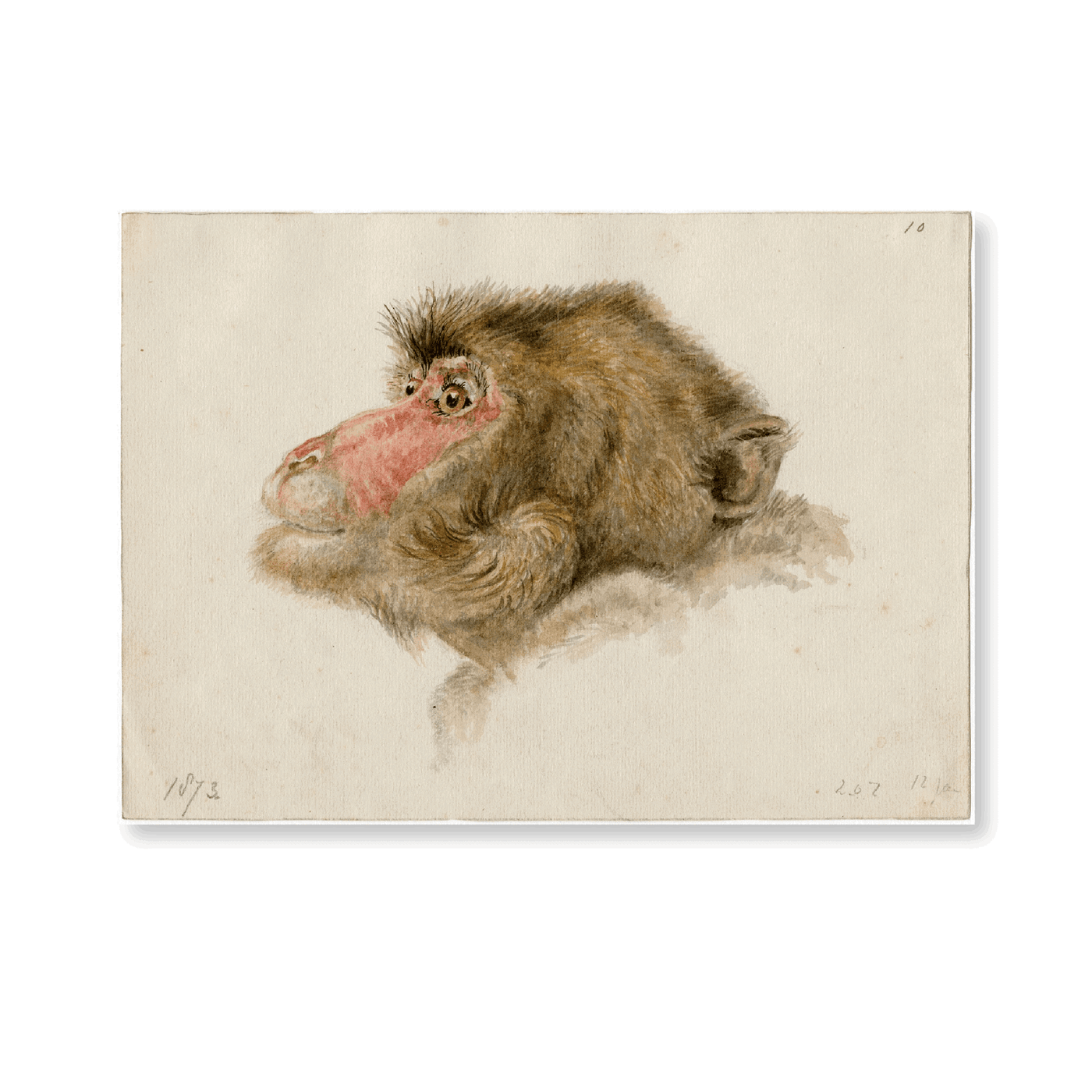 Head Of A Baboon (1873) - Jasper & Jute