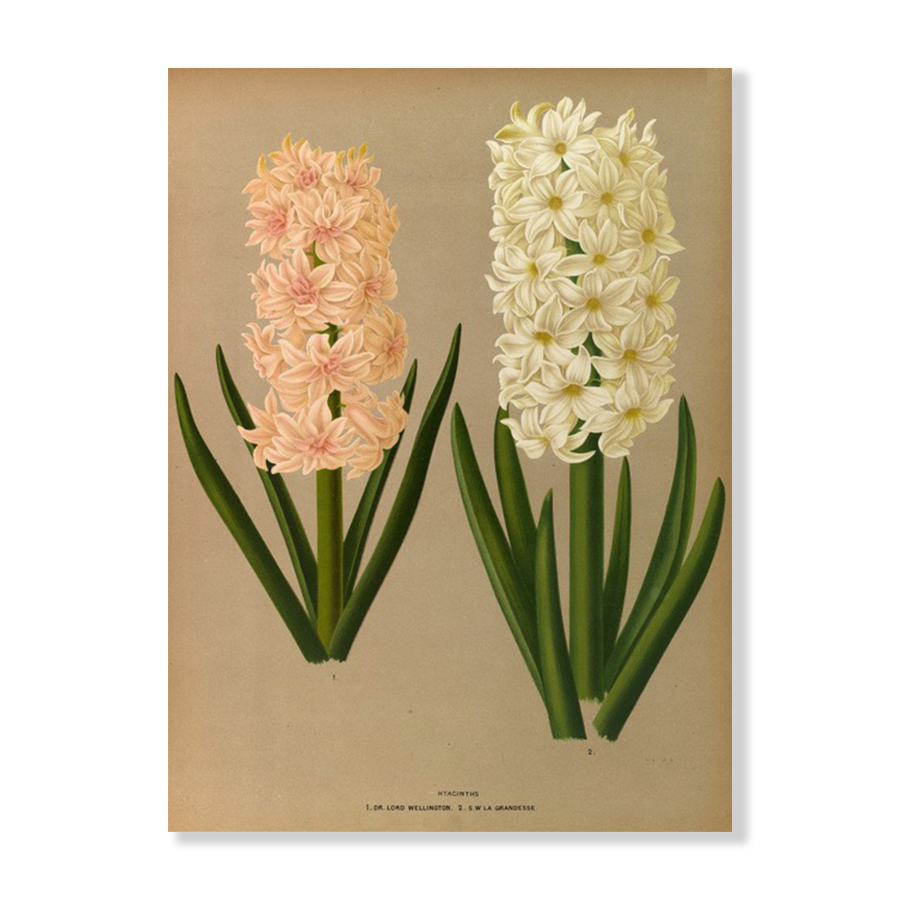 Hyacinths 7 (1872-1881)