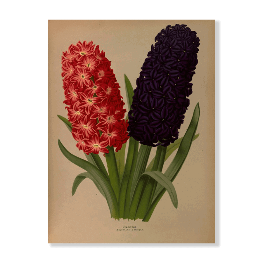 Hyacinths 5 (1872-1881) - Jasper & Jute