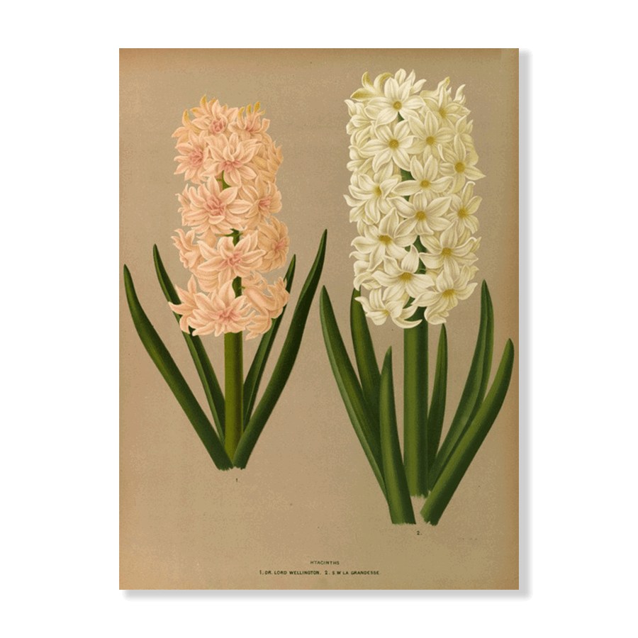 Hyacinths 7 (1872-1881) - Jasper & Jute