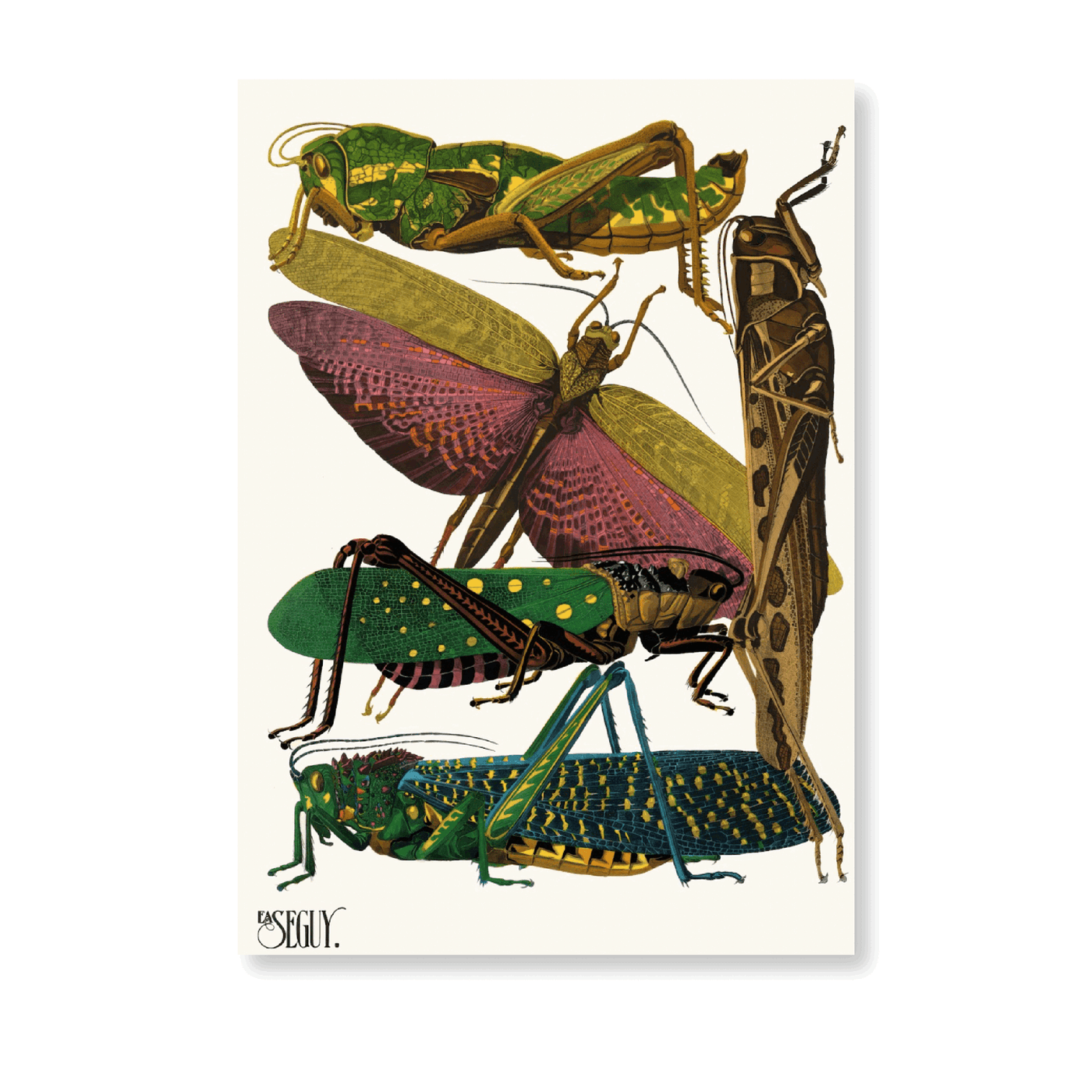 Insectes PI XVIII (1929) - Jasper & Jute