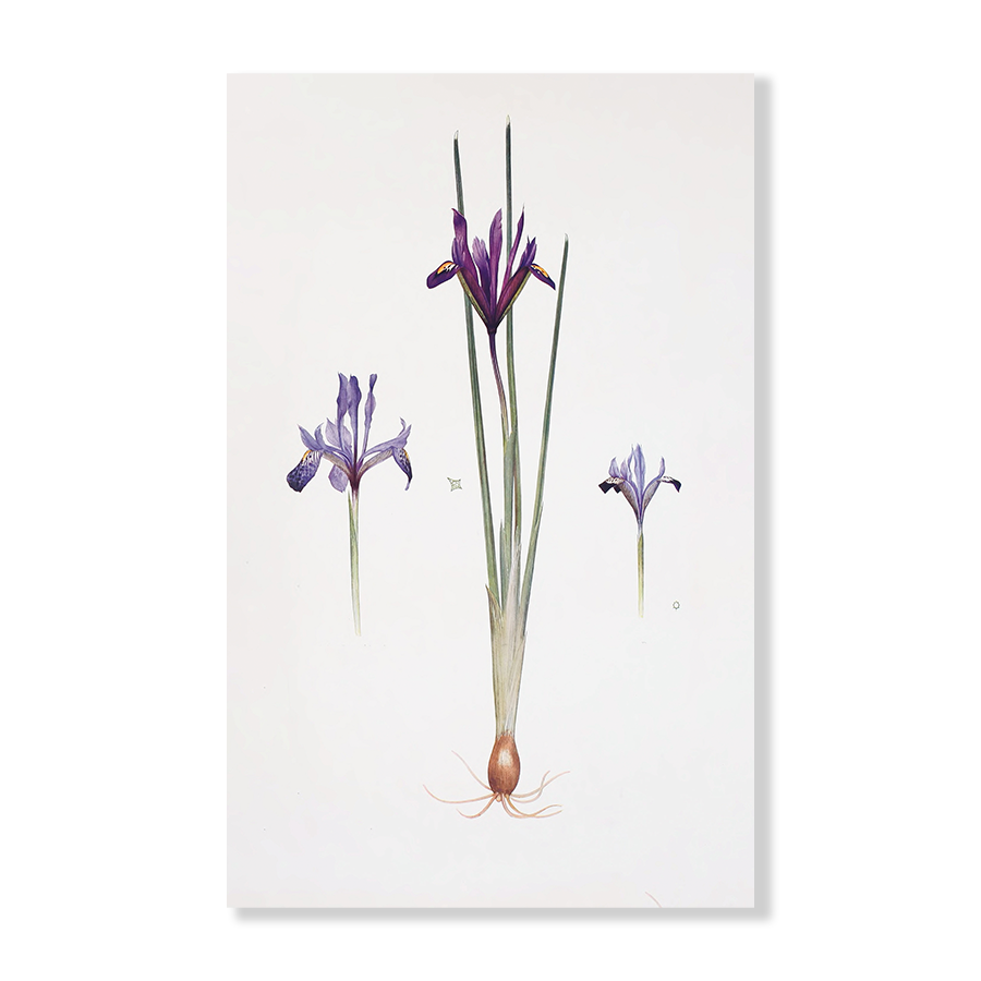 Iris reticulata, Iris histrio var. orthopetala and Iris Bakeriana (1913)