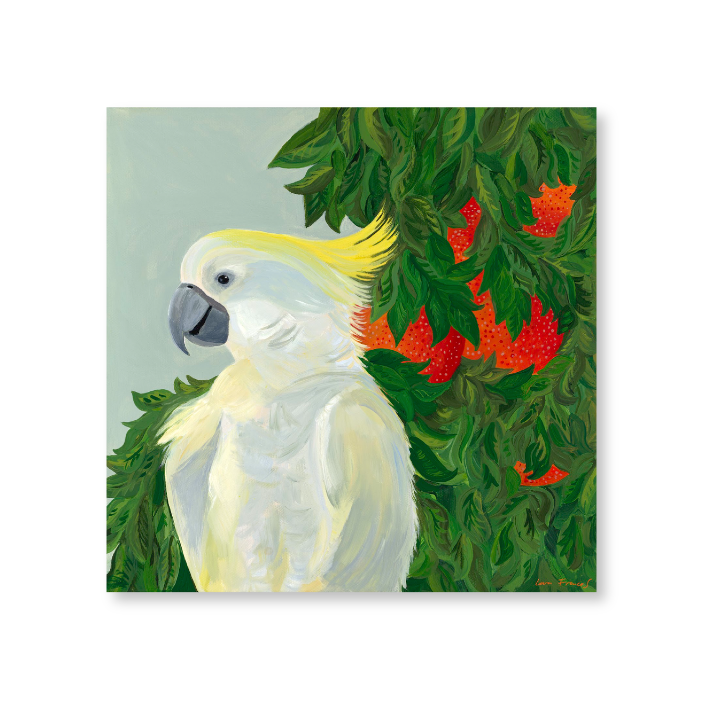 Raspberry Orange Cockatoo