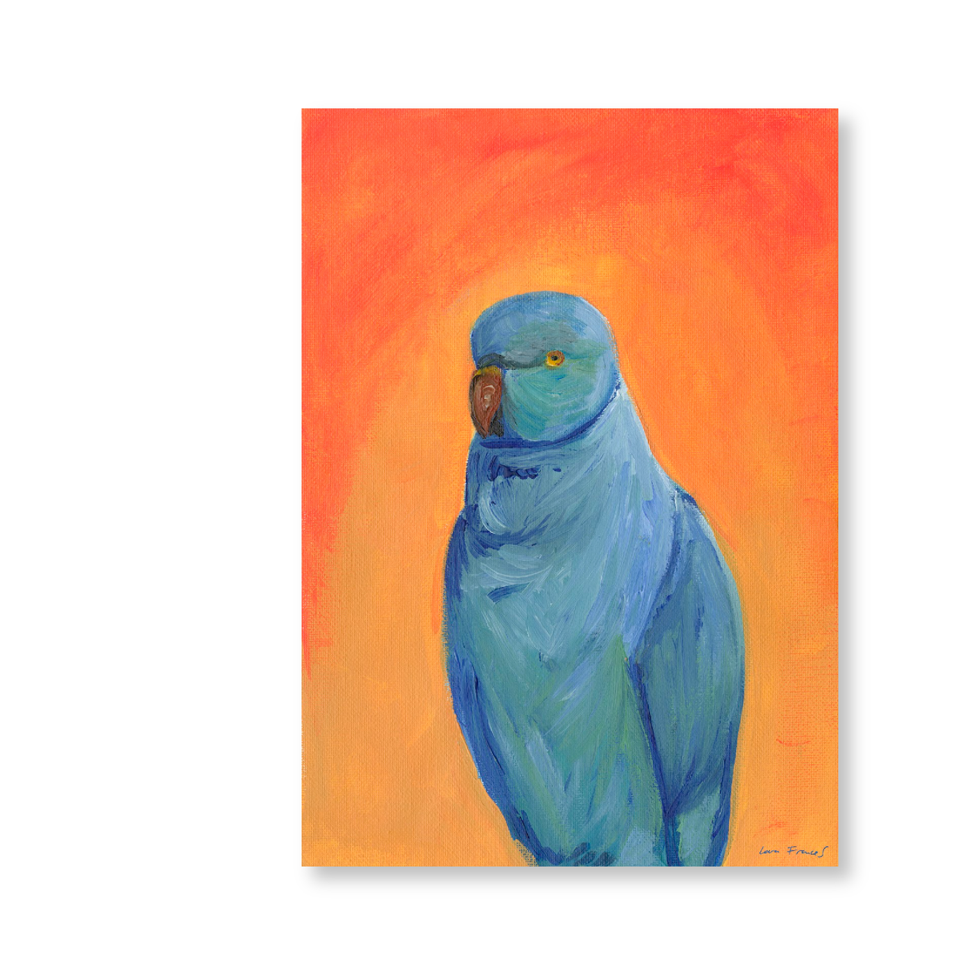 Scruffy Parakeet | Original