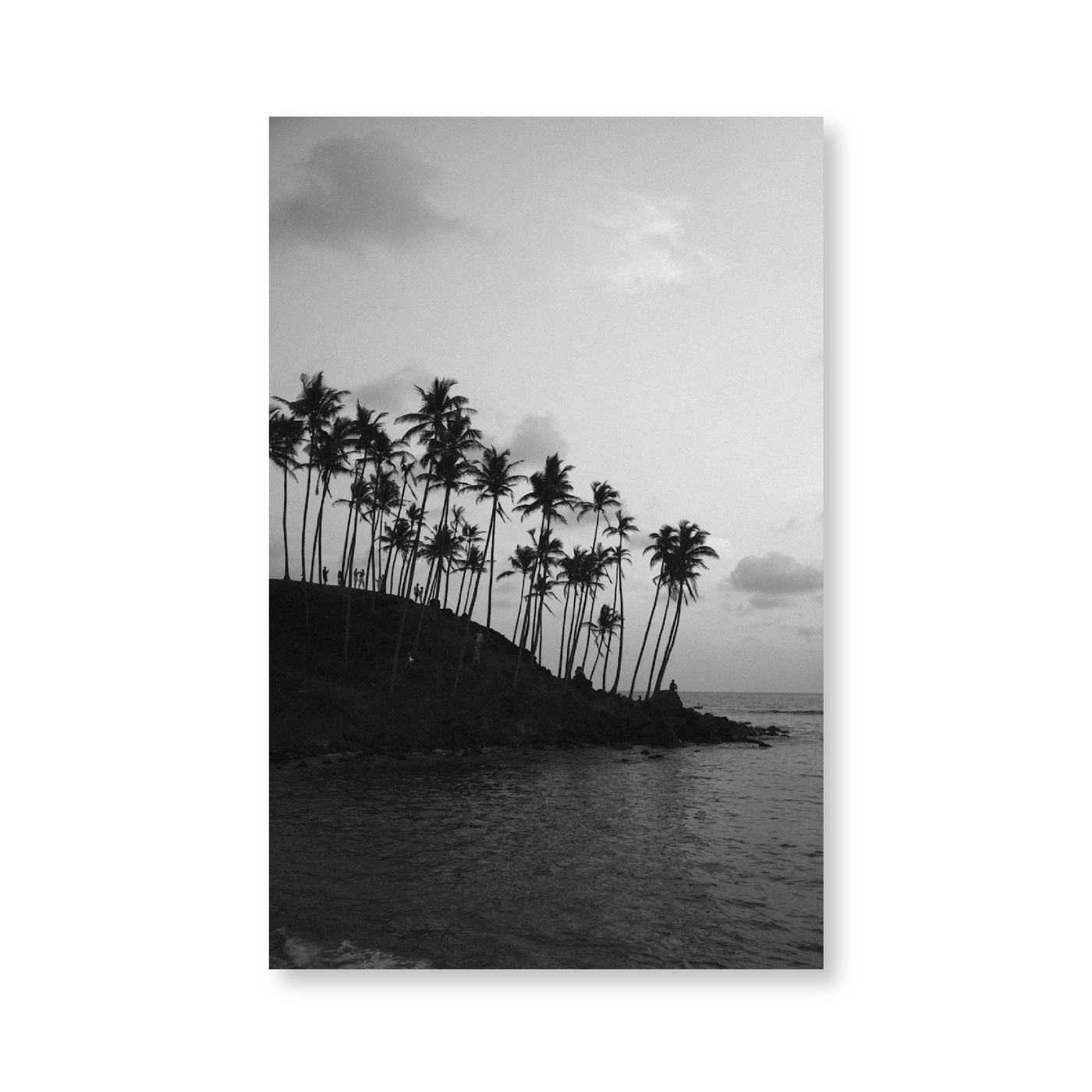 Palm Tree III